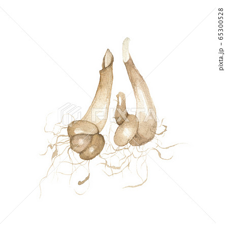 片栗の根 65300528