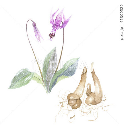 片栗の花と根 65300529