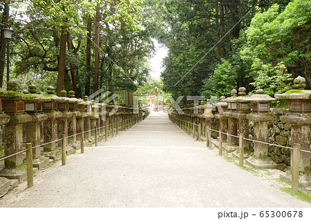 春日大社 参道 石燈籠 春日大社 参道 石燈籠 65300678