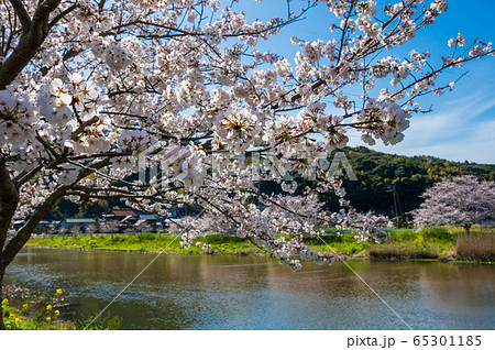 春の川沿いに咲く桜と菜の花【福岡県行橋市】 春の川沿いに咲く桜と菜の花【福岡県行橋市】 65301185
