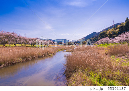 春の川沿いに咲く桜と菜の花【福岡県行橋市】 春の川沿いに咲く桜と菜の花【福岡県行橋市】 65301187