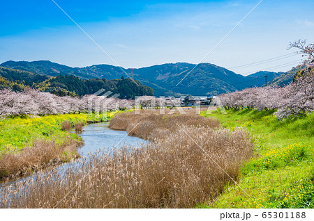 春の川沿いに咲く桜と菜の花【福岡県行橋市】 65301188