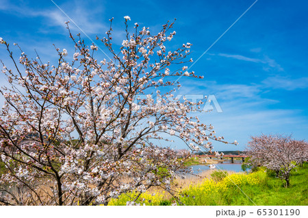 春の川沿いに咲く桜と菜の花【福岡県行橋市】 春の川沿いに咲く桜と菜の花【福岡県行橋市】 65301190