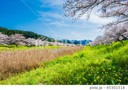 春の川沿いに咲く桜と菜の花【福岡県行橋市】 65301518