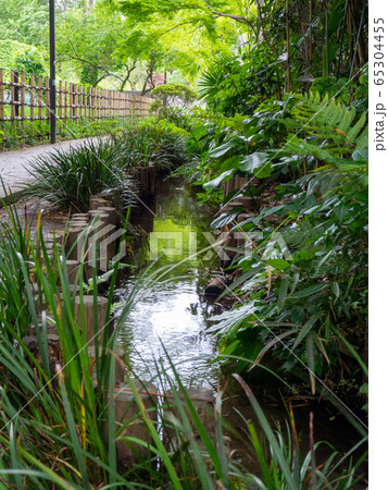 お鷹の道・真姿の池湧水群　国分寺崖線の湧水　東京の名湧水57選 65304455