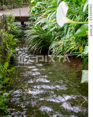 お鷹の道・真姿の池湧水群　国分寺崖線の湧水　東京の名湧水57選 65304462
