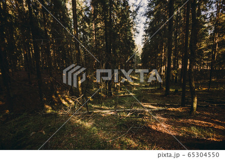 Sunbeams pour through trees in forest, shadows of trees 65304550