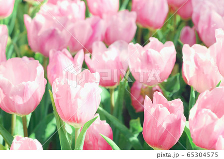 Beautiful pink tulips flower with green leaf in tulip field. Beautiful pink tulips flower with green leaf in tulip field. 65304575