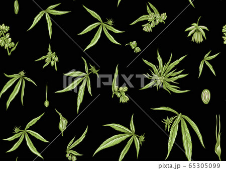 Hemp, Cannabis seamless pattern, background. 65305099