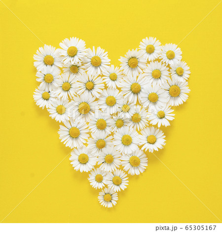 Heart shape made from white chamomile daisy flowers on yellow background. Alternative medicine. Square image. Heart shape made from white chamomile daisy flowers on yellow background. Alternative medicine. Square image. 65305167