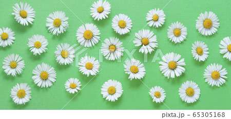 Chamomile daisy flowers on green background. Summer, spring Banner. Chamomile daisy flowers on green background. Summer, spring Banner. 65305168