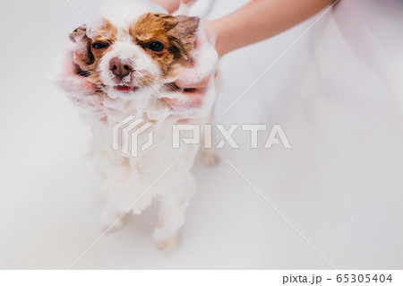 beautiful pet spitz get shower in bath beautiful pet spitz get shower in bath 65305404