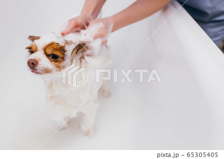 beautiful pet spitz get hygienic shower beautiful pet spitz get hygienic shower 65305405