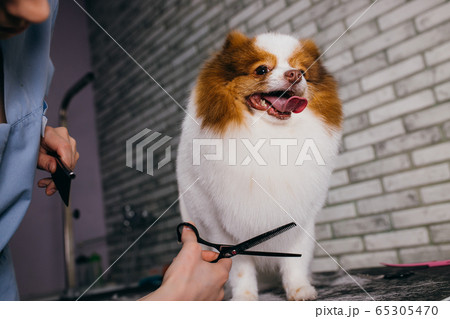 Grooming a little dog spitz in hair salon for dogs Grooming a little dog spitz in hair salon for dogs 65305470