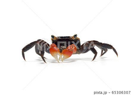 アカテガニ 65306307