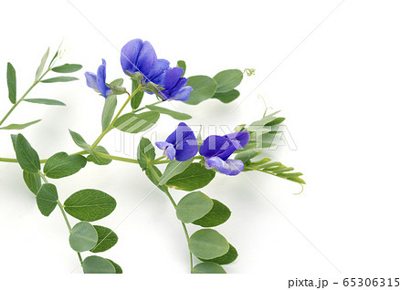 ハマエンドウ 65306315