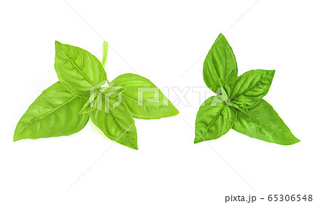 Fresh green basil leaves isolated on white 65306548