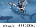 Woman is snorkeling with whale sharks in deep blue ocean 65306591