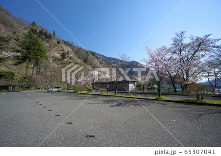 桜咲く奥多摩湖　大麦代園地駐車場 65307041