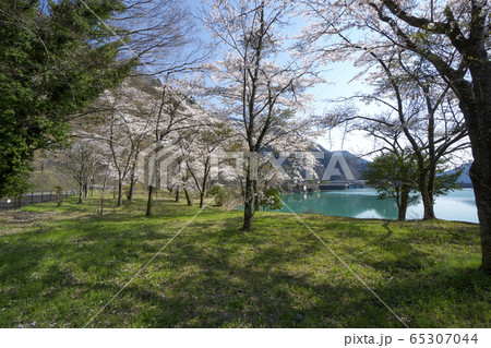 桜咲く奥多摩湖　大麦代園地駐車場から見る桜 65307044