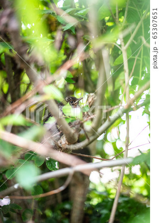 Germany Bird hidden in Tree leaves green branches bokeh sharp focus Germany Bird hidden in Tree leaves green branches bokeh sharp focus 65307651