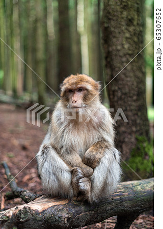 macaque monkey portrait with rainforest background closeup fluffy cute emotional monkey forest zoo bokeh 65307652