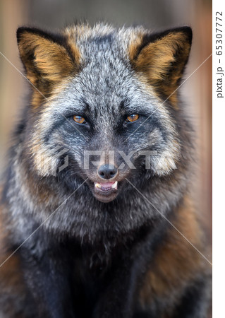 Portrait silver Fox, beautiful animal on dark Portrait silver Fox, beautiful animal on dark 65307772