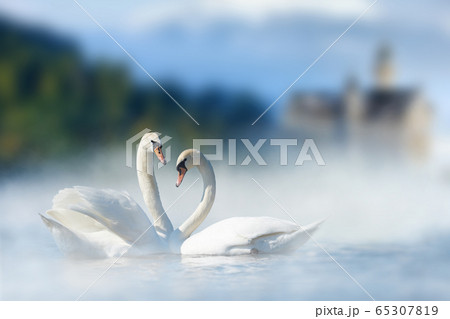 Couple of white swans in lake on castle and 65307819