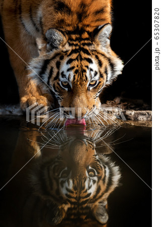 Tiger male drinking water 65307820