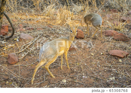 A Dik-dik antelope in the Waterberg National Park in Namibia, Africa. A Dik-dik antelope in the Waterberg National Park in Namibia, Africa. 65308768