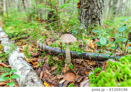 Edible small mushroom with brown cap Penny Bun Edible small mushroom with brown cap Penny Bun 65309196