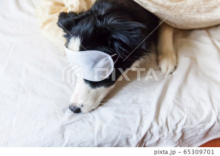 Do not disturb me let me sleep. Funny puppy border Do not disturb me let me sleep. Funny puppy border 65309701