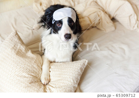 Do not disturb me let me sleep. Funny puppy border 65309712