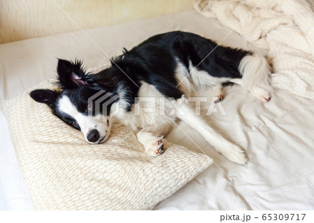 Portrait of cute smilling puppy dog border collie 65309717