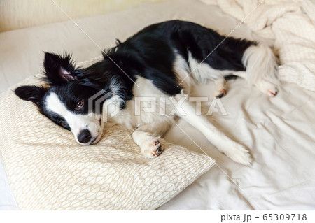 Portrait of cute smilling puppy dog border collie 65309718