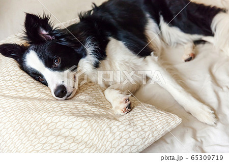 Portrait of cute smilling puppy dog border collie 65309719