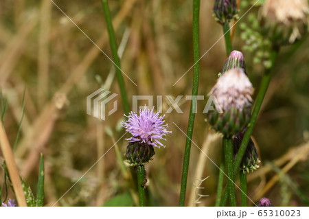 キツネアザミ 65310023