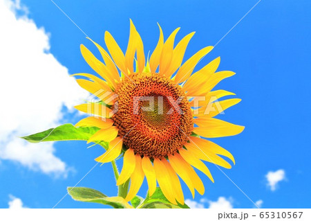ヒマワリの花 65310567
