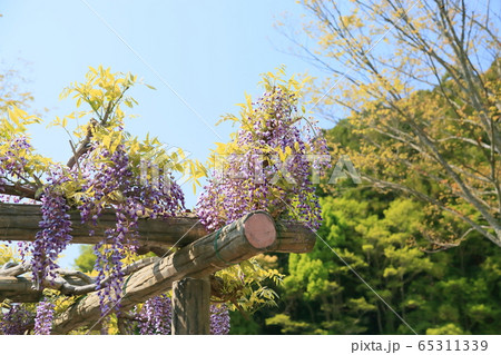 藤の花 藤の花 65311339