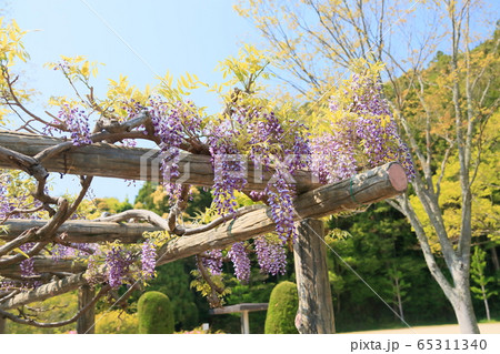 藤の花 藤の花 65311340