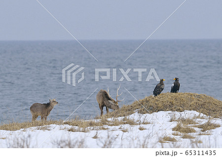 オオワシとエゾシカ（北海道・野付半島） 65311435