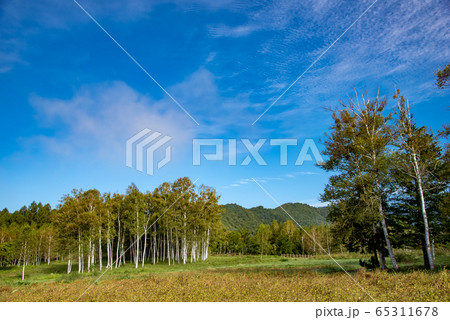 長野県　開田高原　木曽馬の里　白樺の小道 65311678