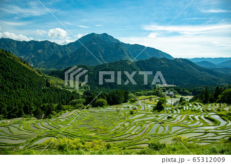 三重県　初夏の丸山千枚田 65312009