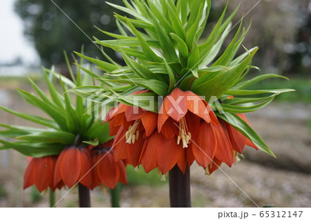 花壇の花 65312147
