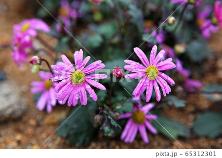 春の花 花びら 葉 65312301