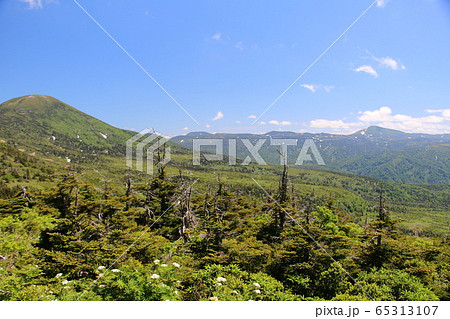 冬は一面の樹氷原に変身する夏の八甲田山 冬は一面の樹氷原に変身する夏の八甲田山 65313107