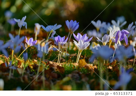 Flowers in breeze Flowers in breeze 65313371