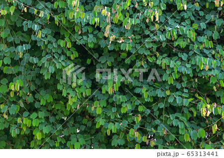 Green Natural background,Green leaves from ivy vines 65313441