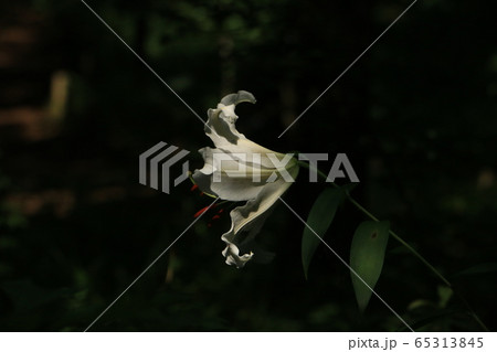 夏の陽射しに輝く大きなヤマユリの花 65313845