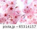 桜 65314157